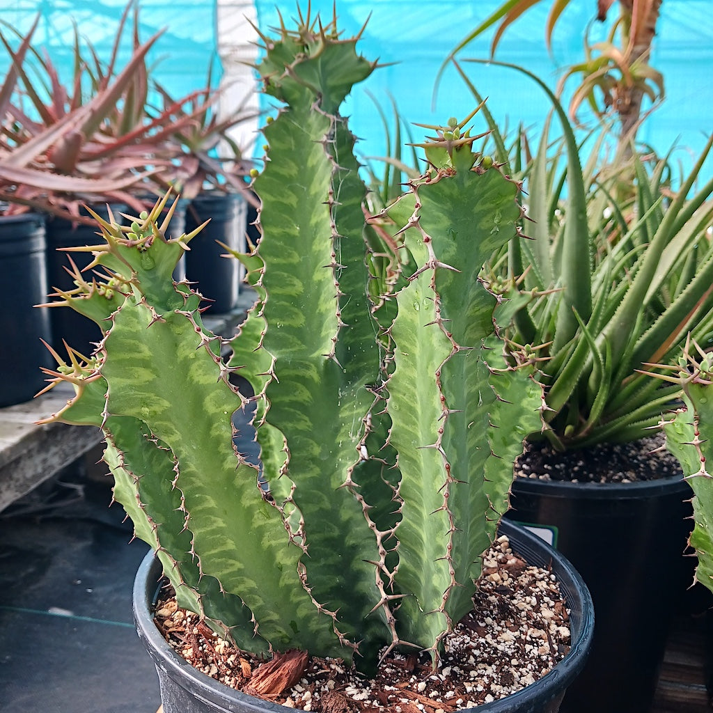 Euphorbia "Zig Zag"
