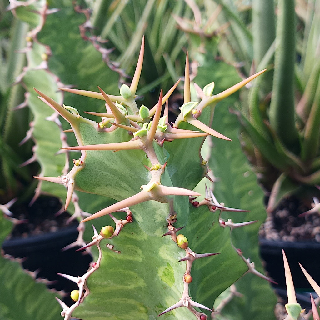 Euphorbia "Zig Zag" close view of thorns