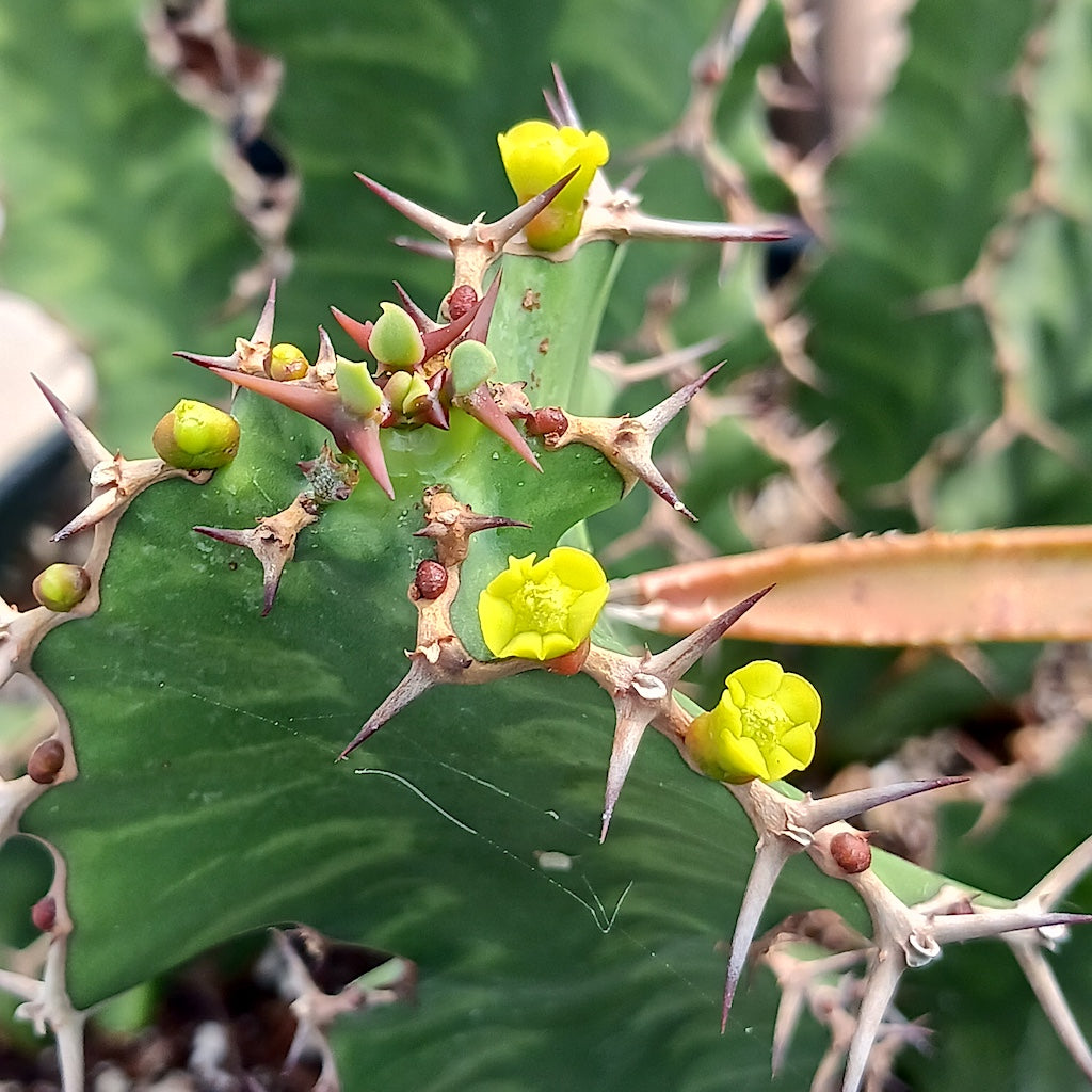 Euphorbia "Zig Zag" flowers