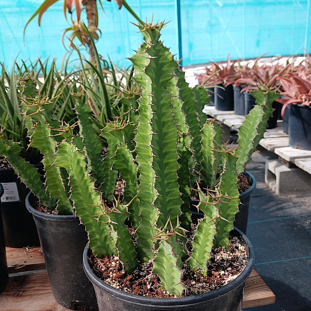 Euphorbia "Zig Zag"