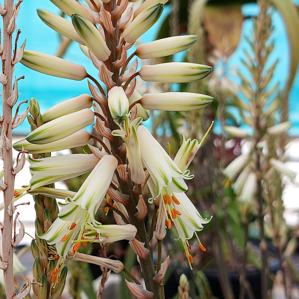 Aloe "Fairy Pink" Soft creamy white to very pale blush-pink tubes marked by fine green midstripes and tips, with orange stamens adding a warm contrast