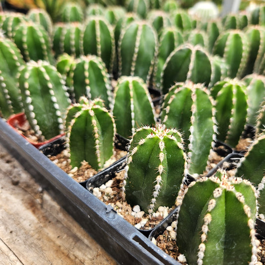Pachycereus marginatus