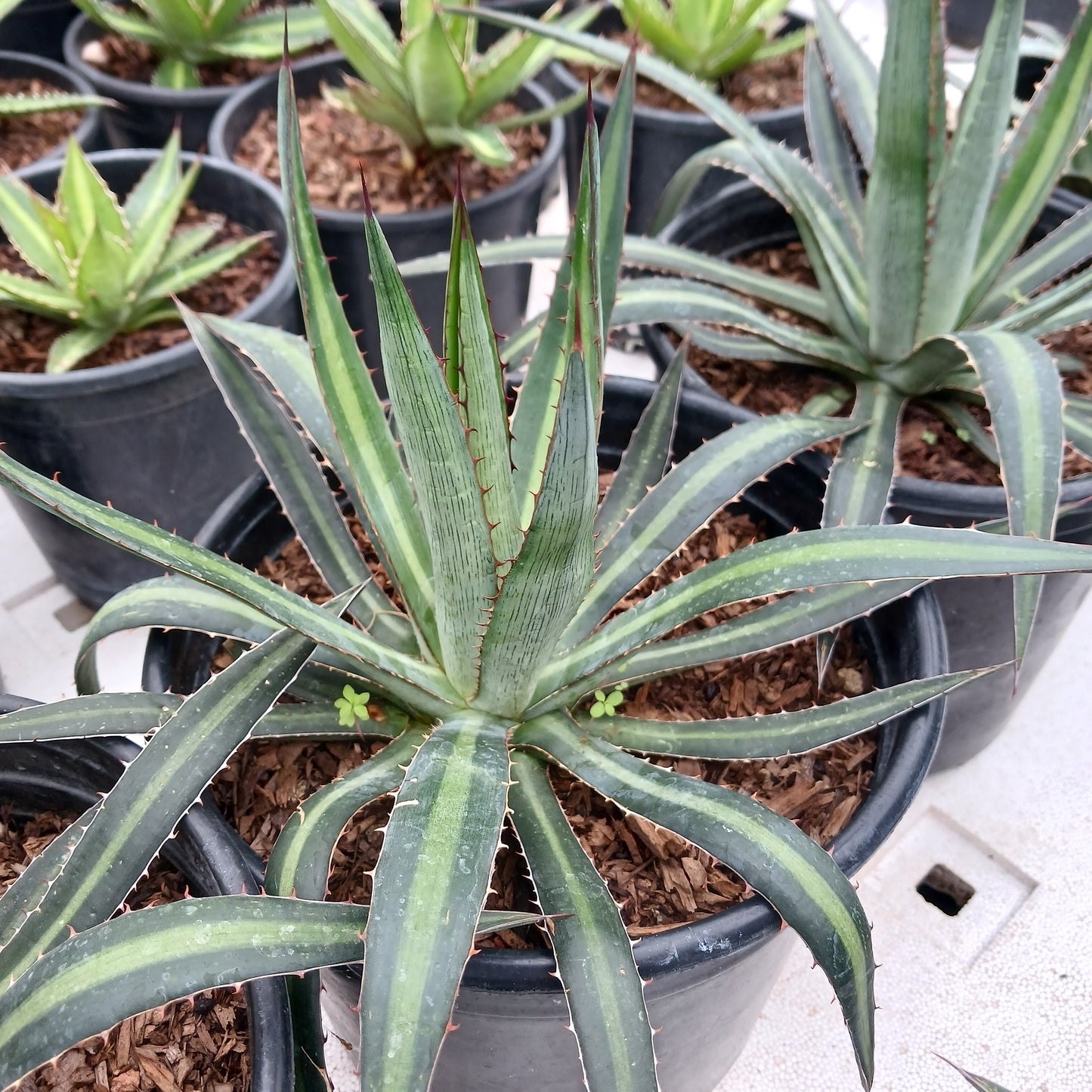 Agave funkiana "Fatal Attraction" - 2ga