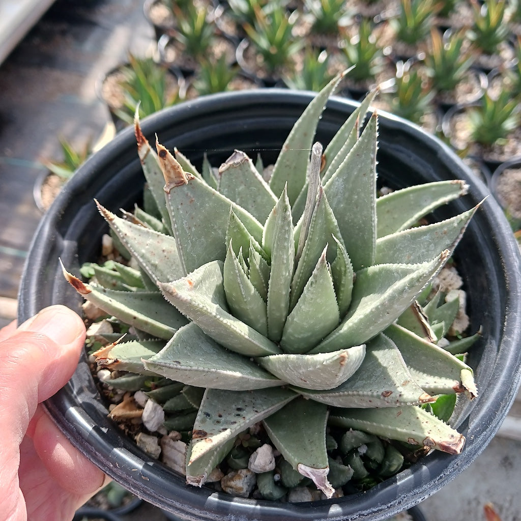 Gasteraloe "Kabela"