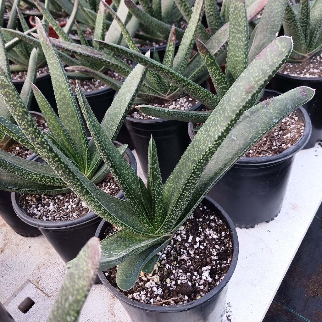 Gasteria acinacifolia - 1ga