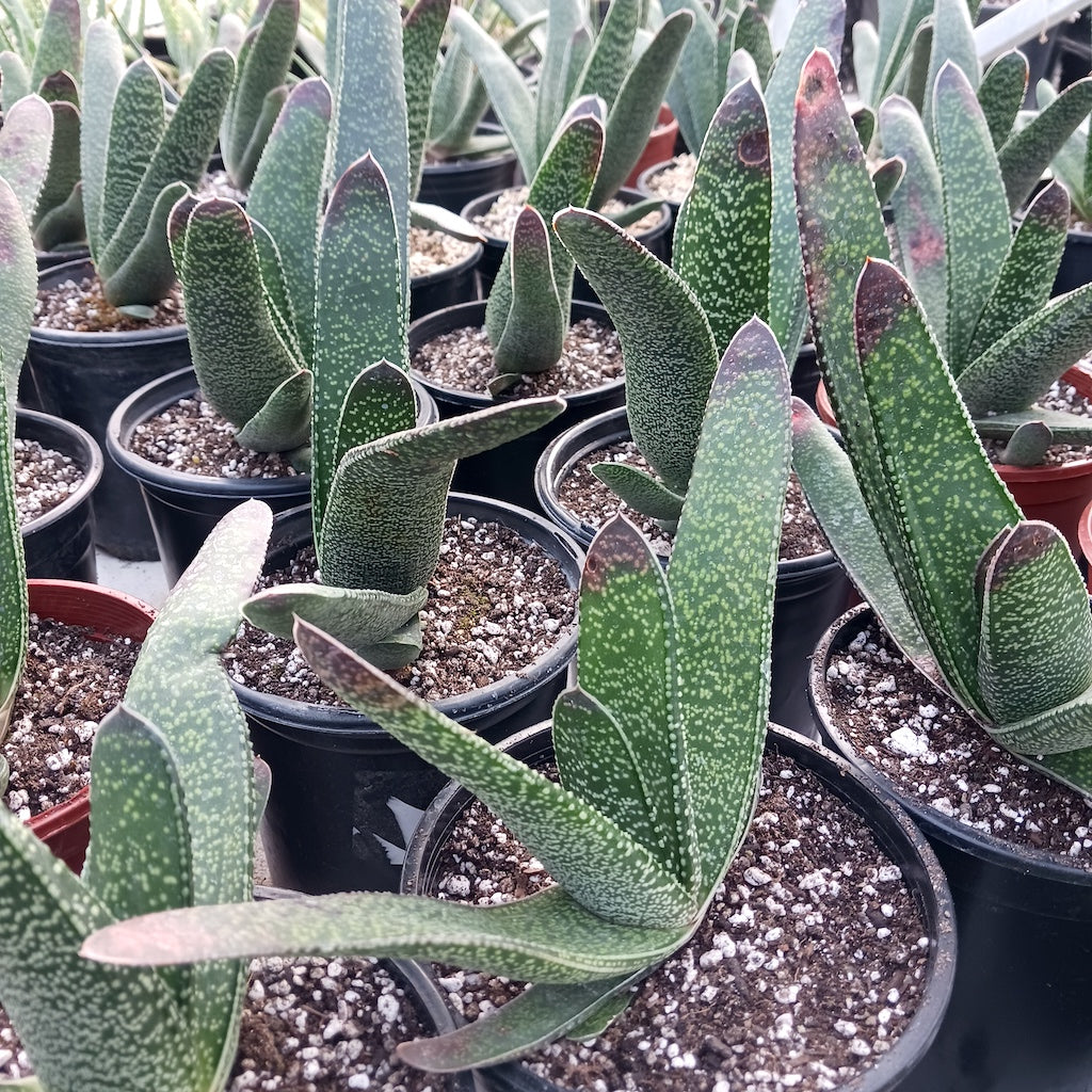 Gasteria acinacifolia - 1ga