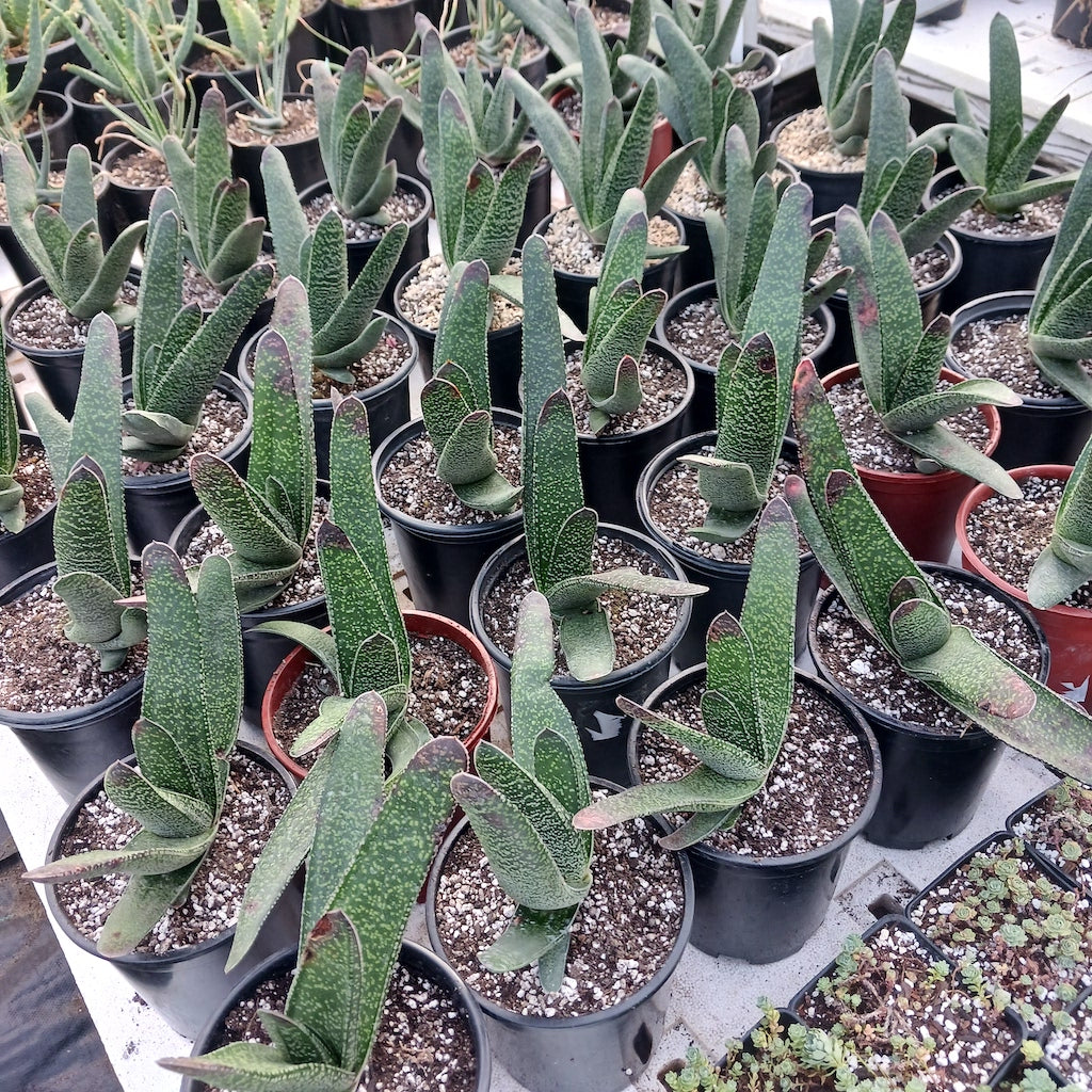 Several Gasteria acinacifolia - 1ga