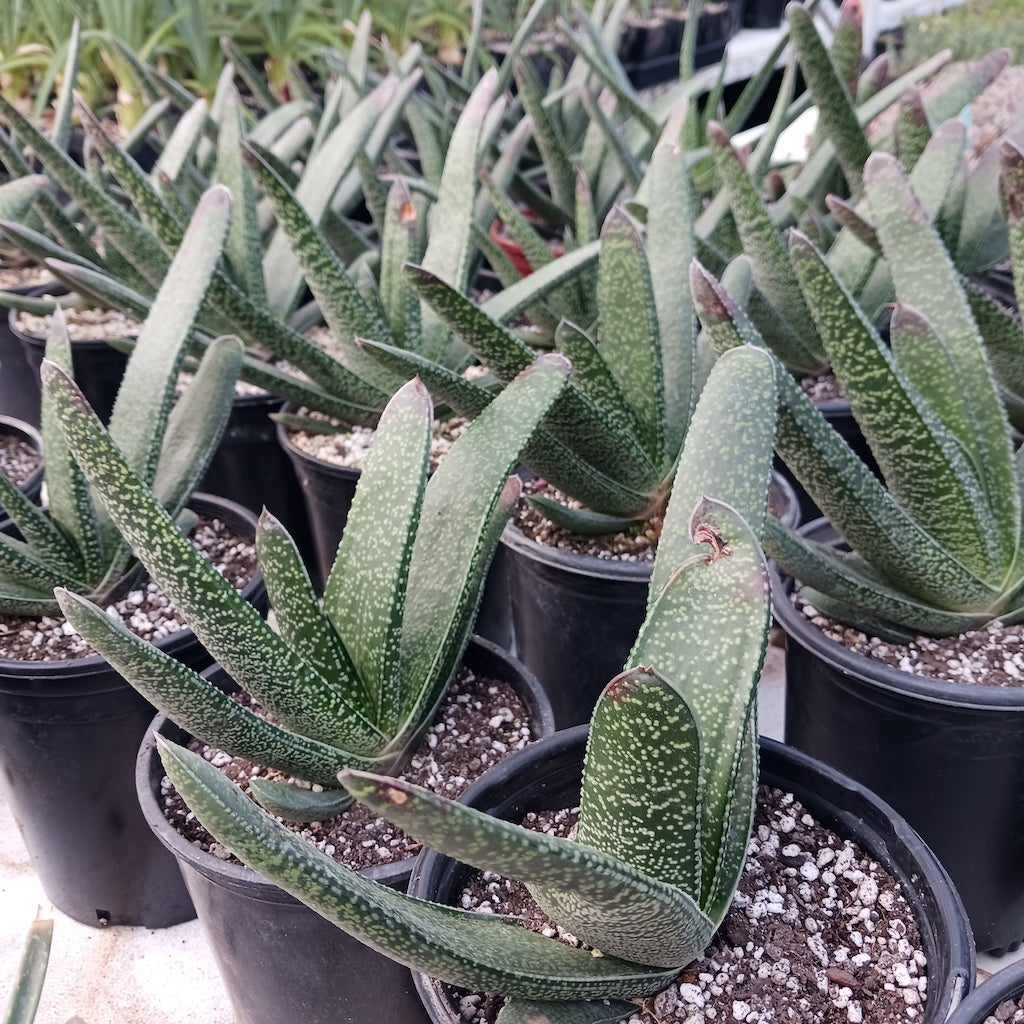 Gasteria acinacifolia - 1ga