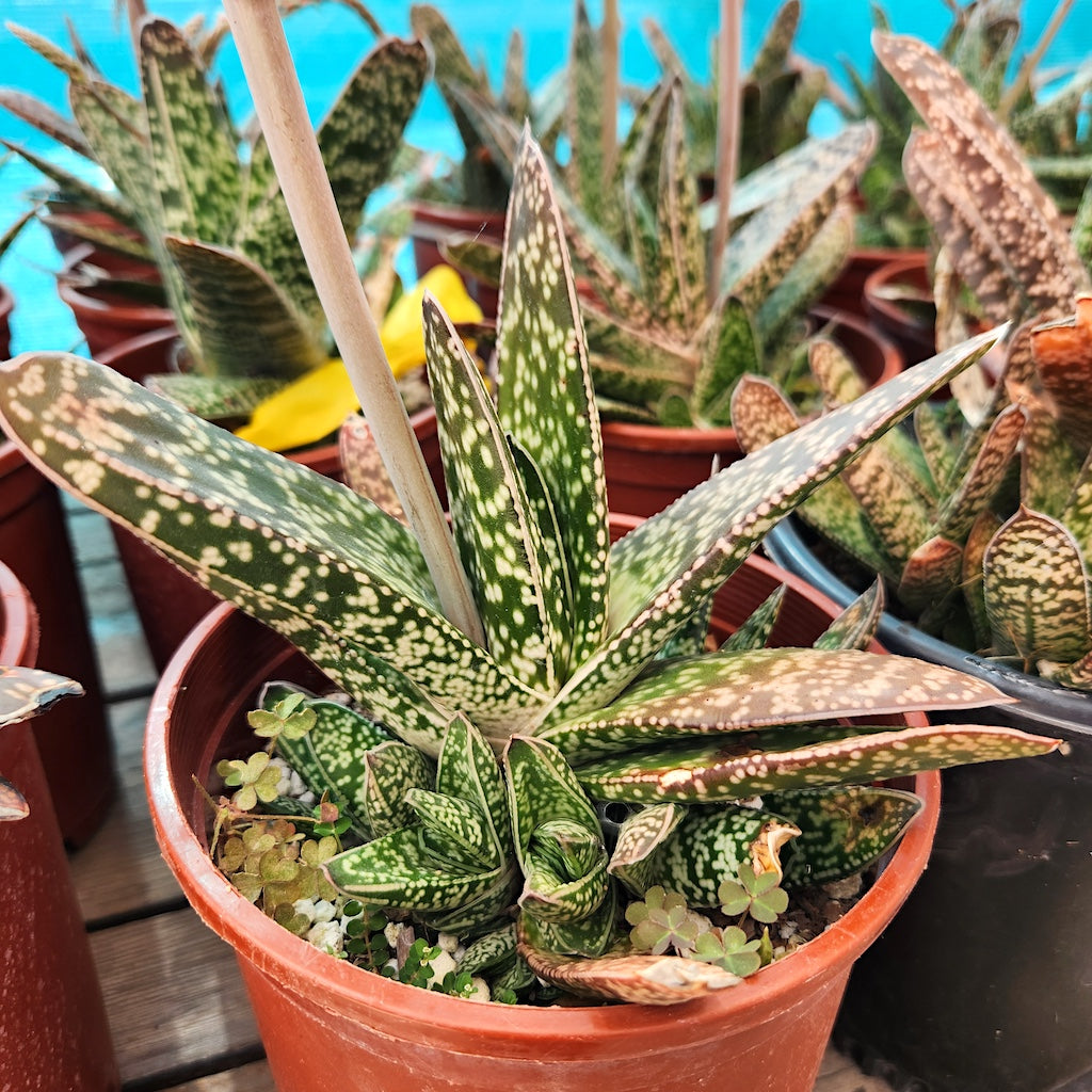 Gasteria bicolor
