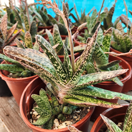 Gasteria bicolor