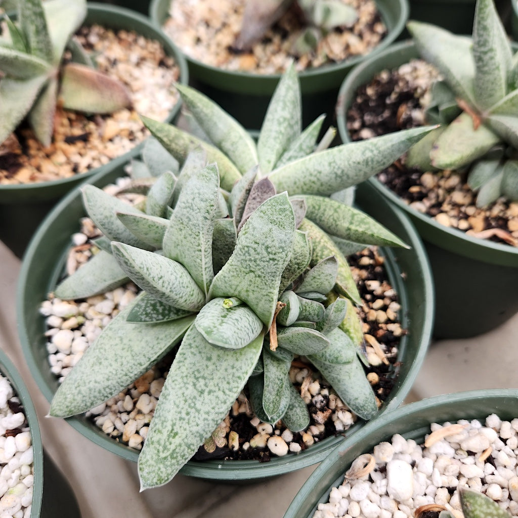 Gasteria glauca