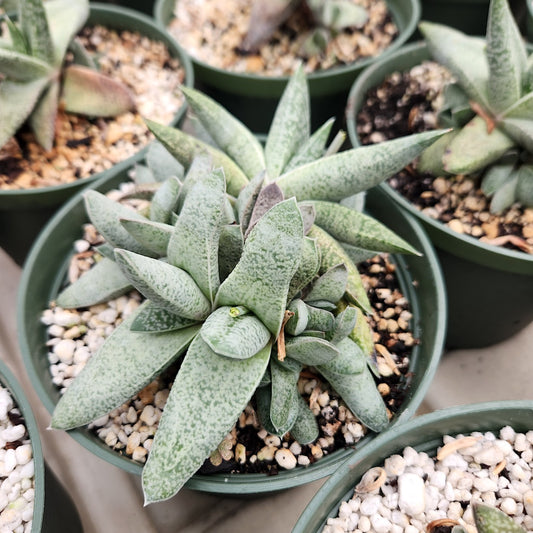 Gasteria glauca