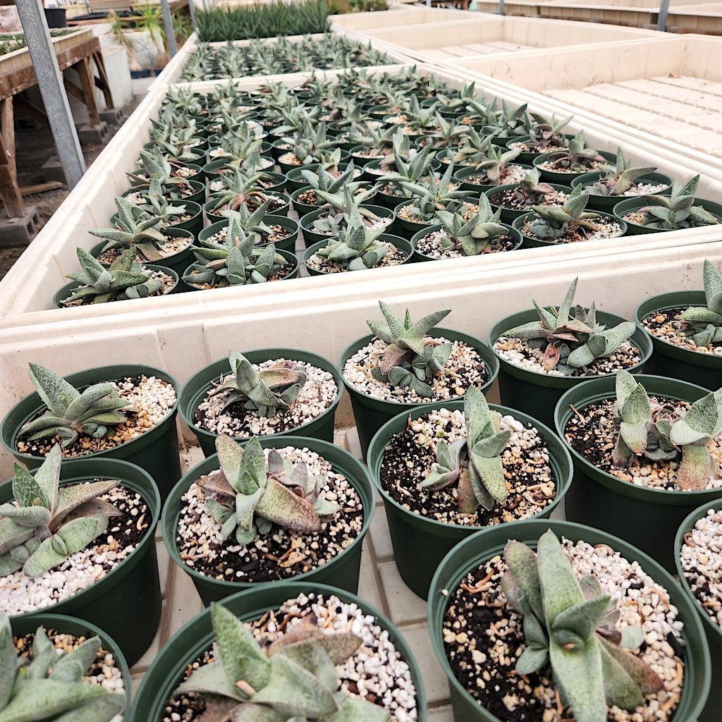 Gasteria glauca