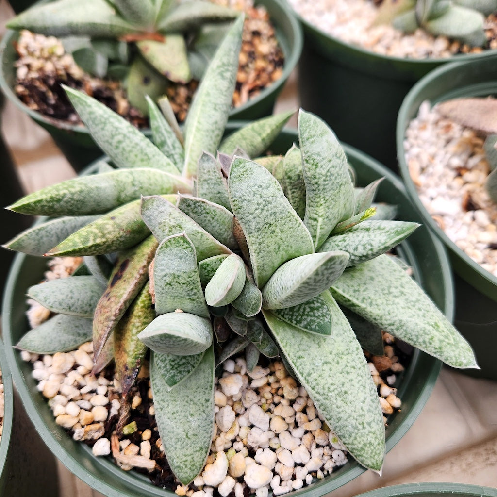 Gasteria glauca