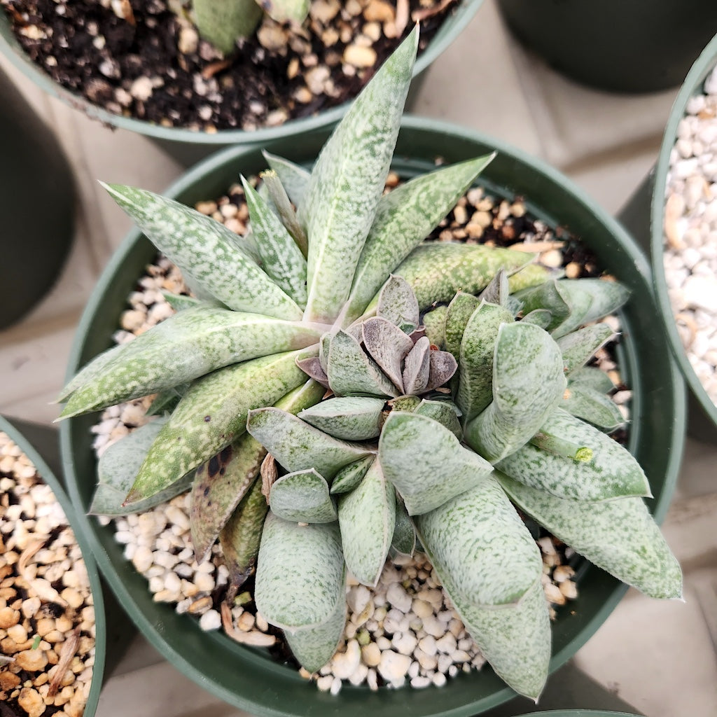 Gasteria glauca