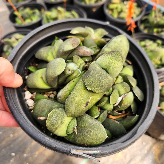 Gasteria glomerata