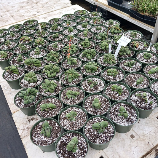 Gasteria glomerata