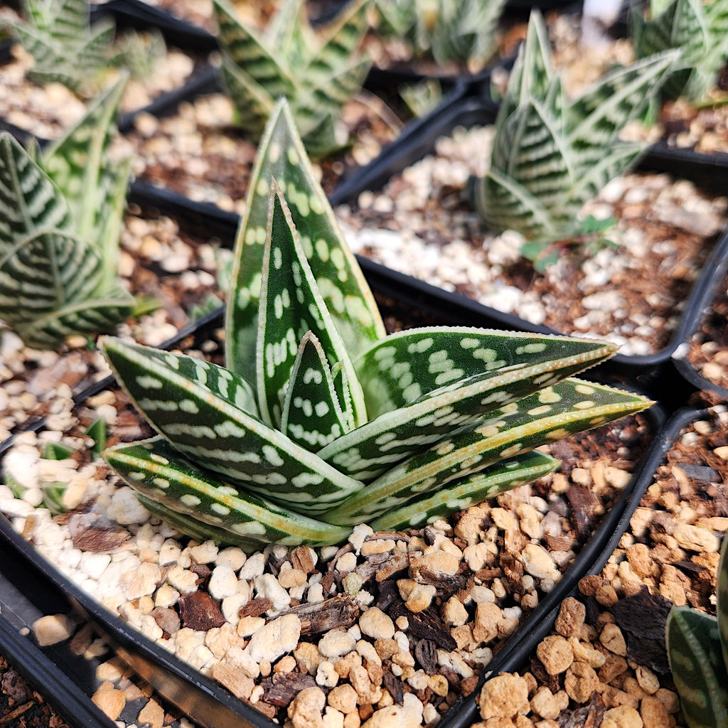 Gonialoe variegata