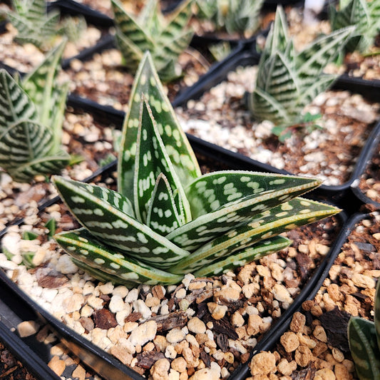 Gonialoe variegata