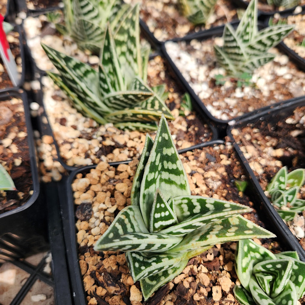 Gonialoe variegata
