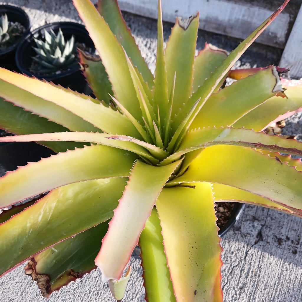 Hechtia "Tehuacan" 3ga