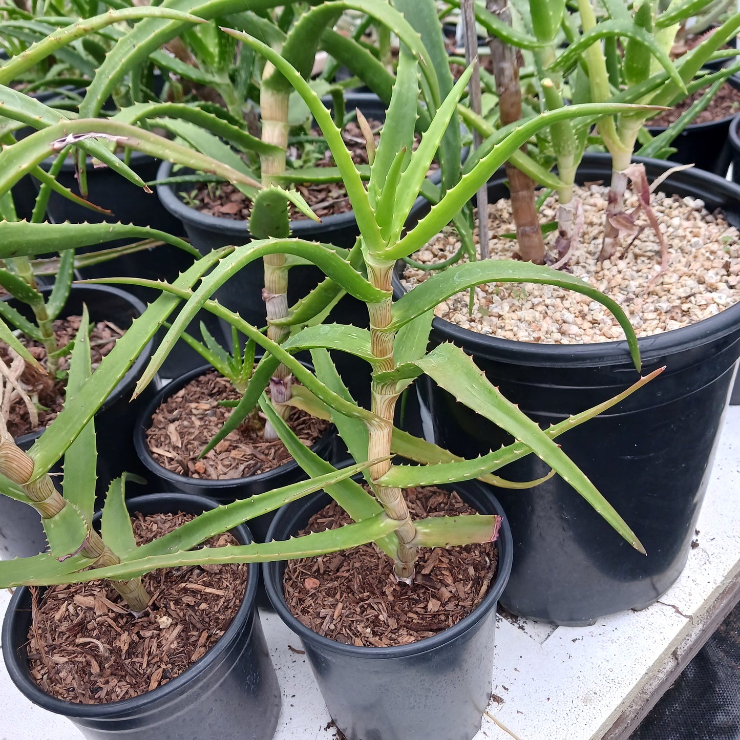 Aloe kedongensis - 1ga
