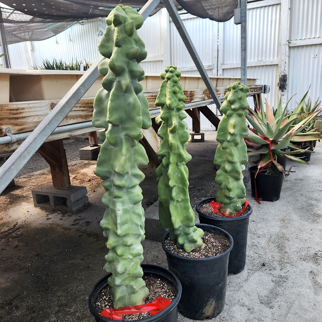 Lophocereus schottii f. monstrosus
