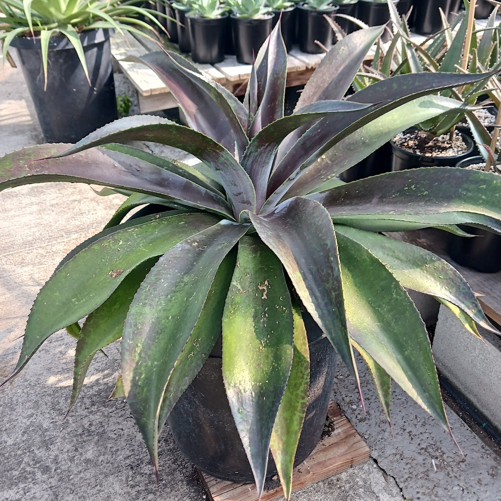 Mangave "Mission to Mars" PP29393 - 15ga