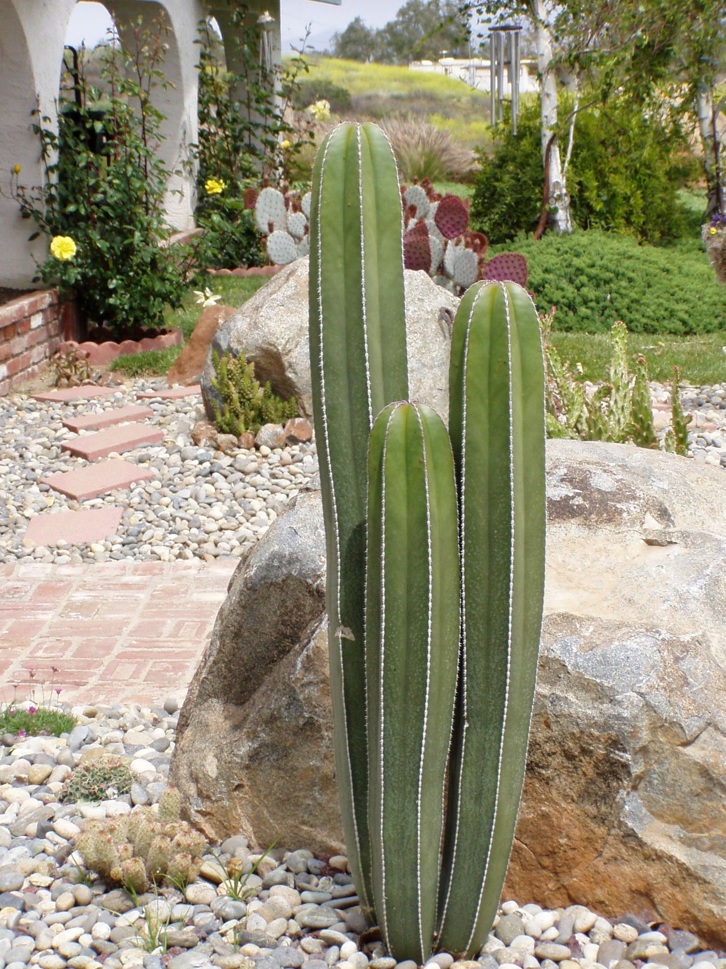 Mexican Fence Post Cactus  (Pachycereus marginatus) - 3.5"