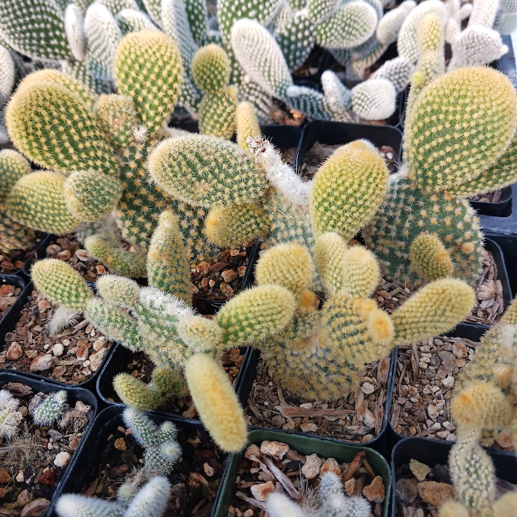 opuntia microdasys "Golden Bunny Ears"