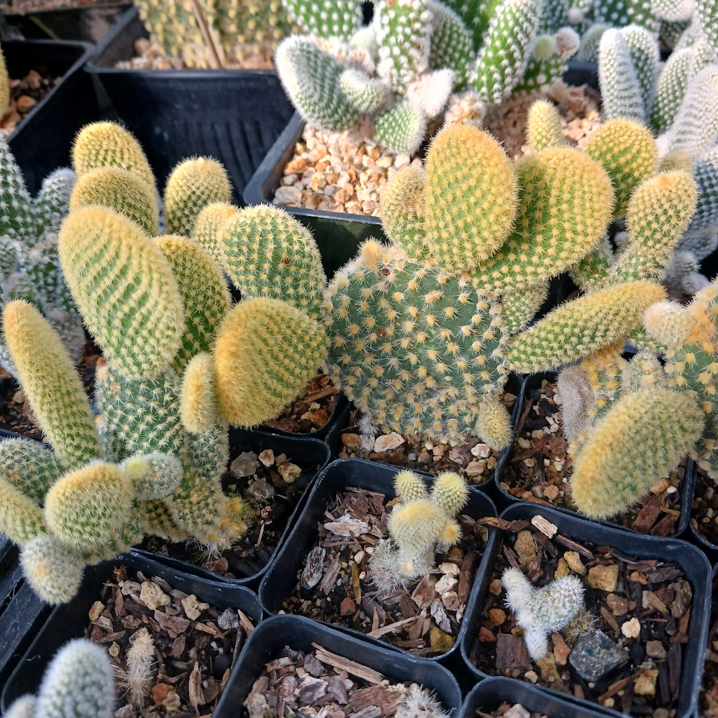 opuntia microdasys "Golden Bunny Ears"