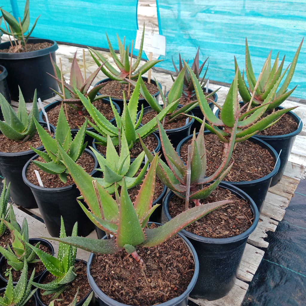 Several Aloe ortholopha hybrids
