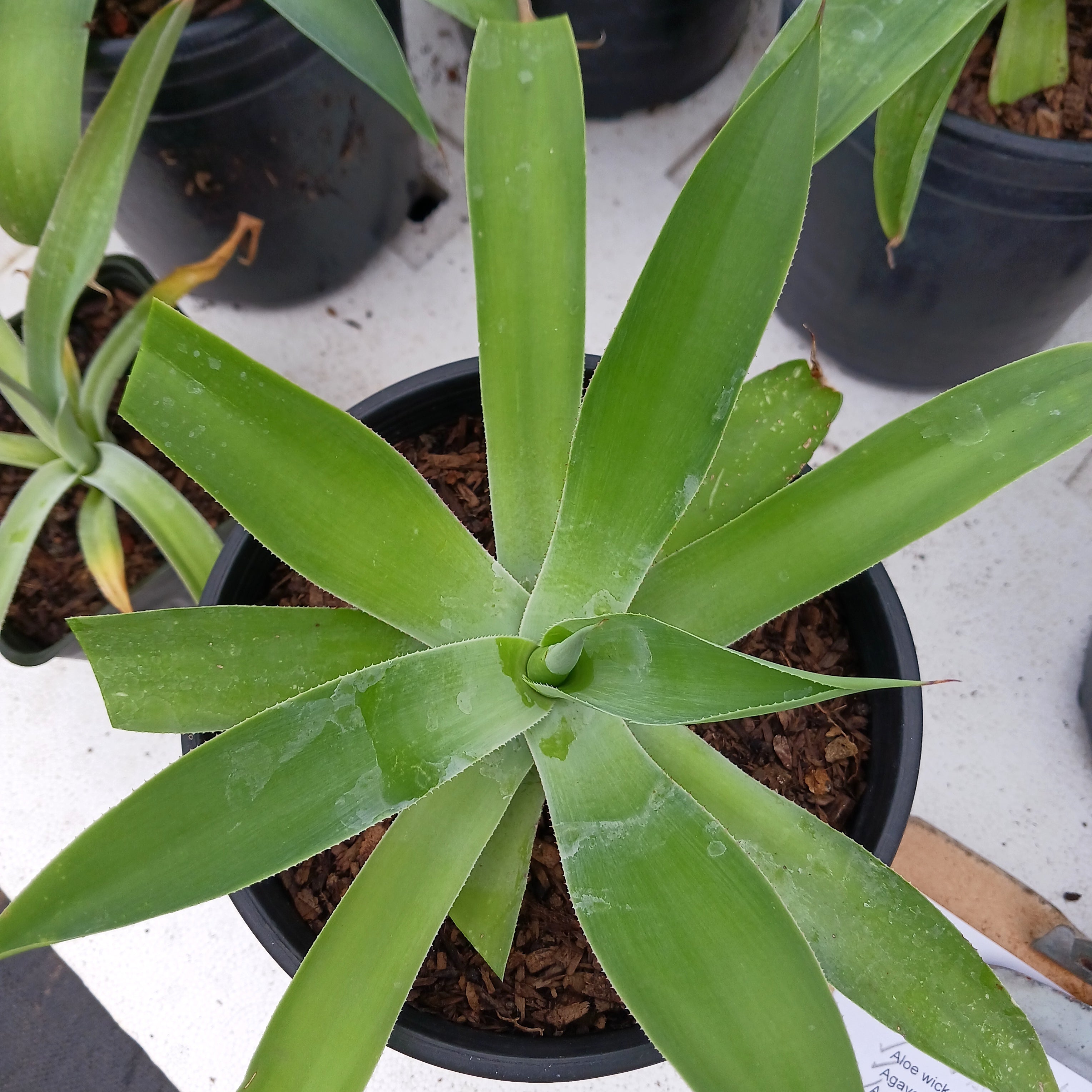 Agave pedunculifera - 1ga – dryoasisplants