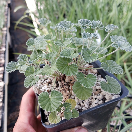 Pelargonium sidoides