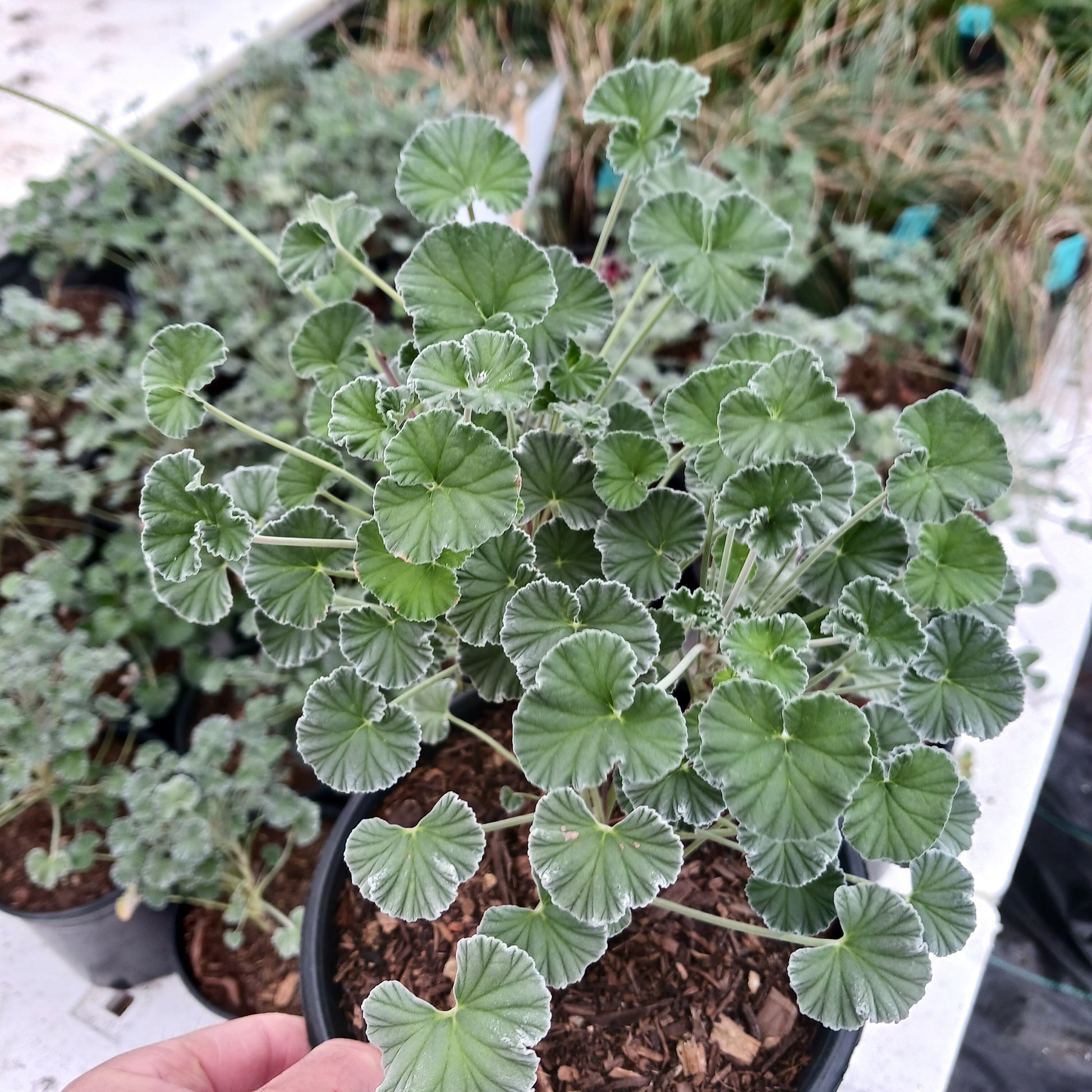 Pelargonium sidoides