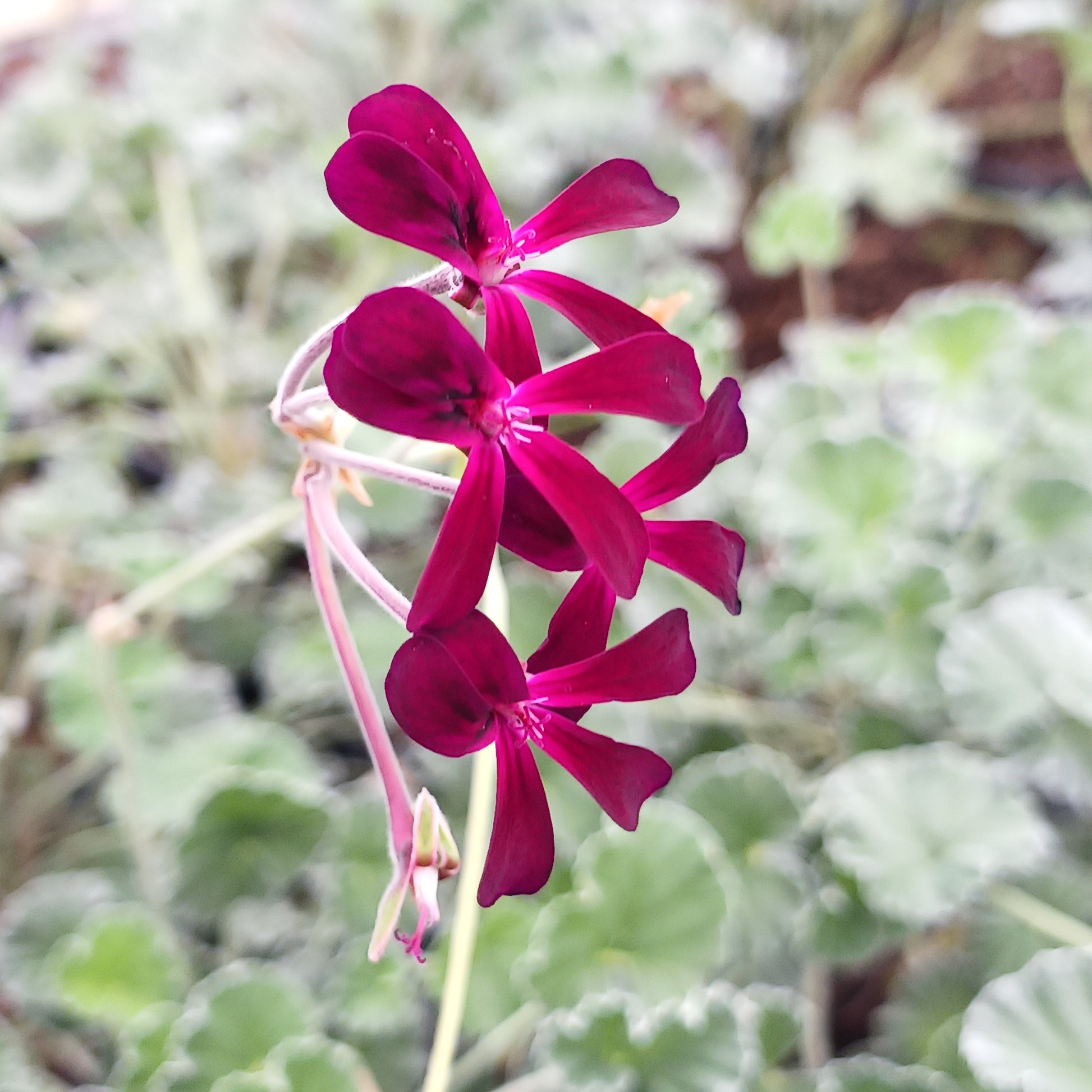 Pelargonium sidoides flower