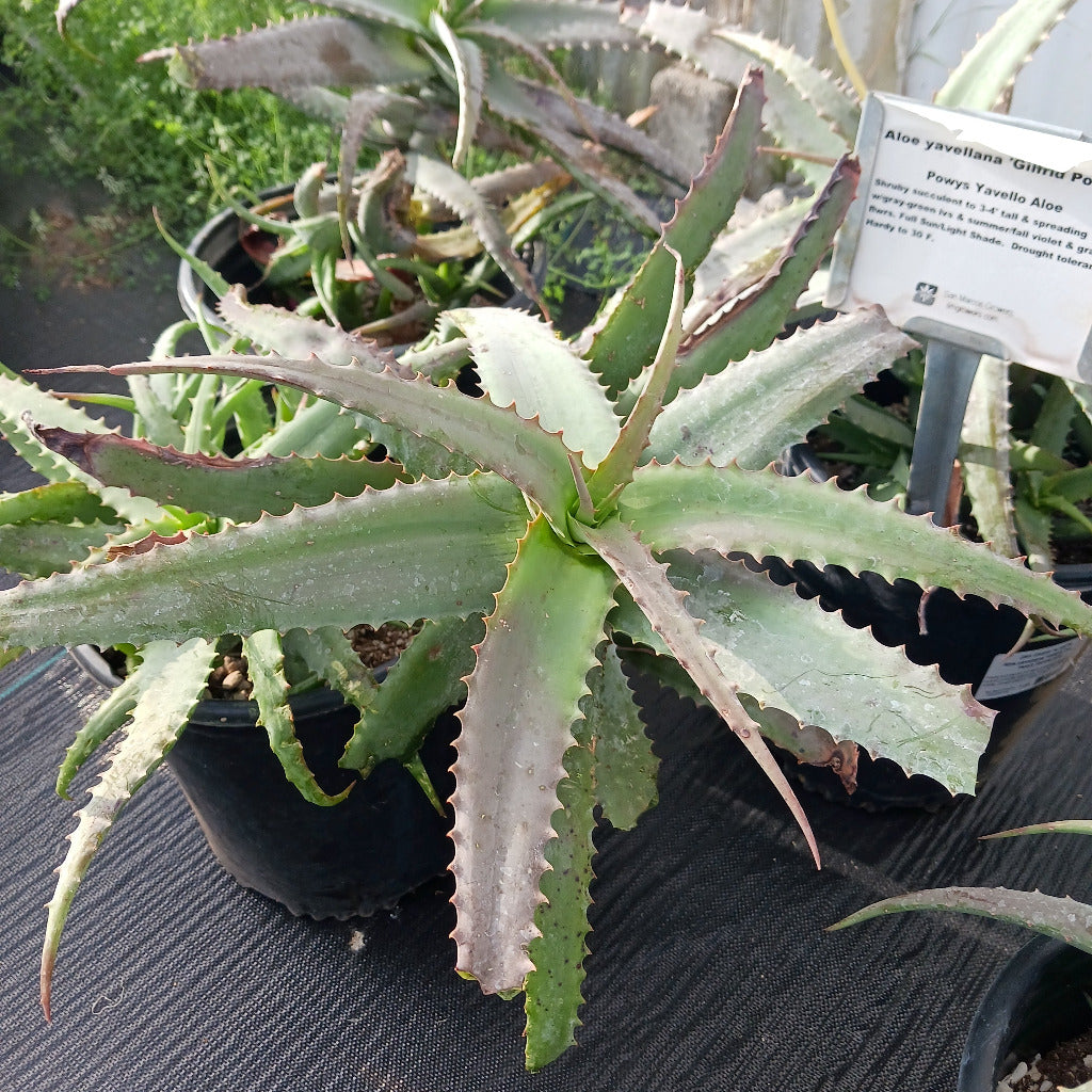 Aloe yavellana "Gilfrid Powys"