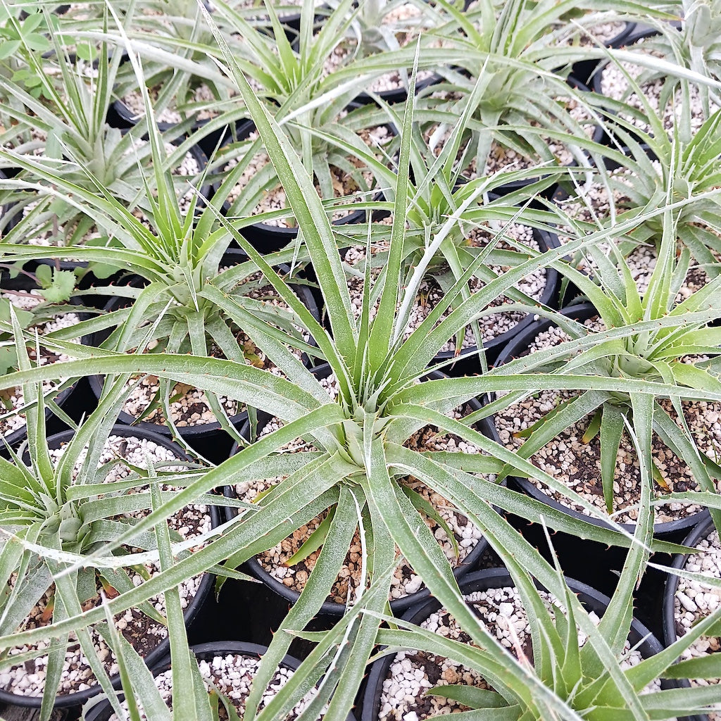 Puya coerulea in 1ga nursery pot