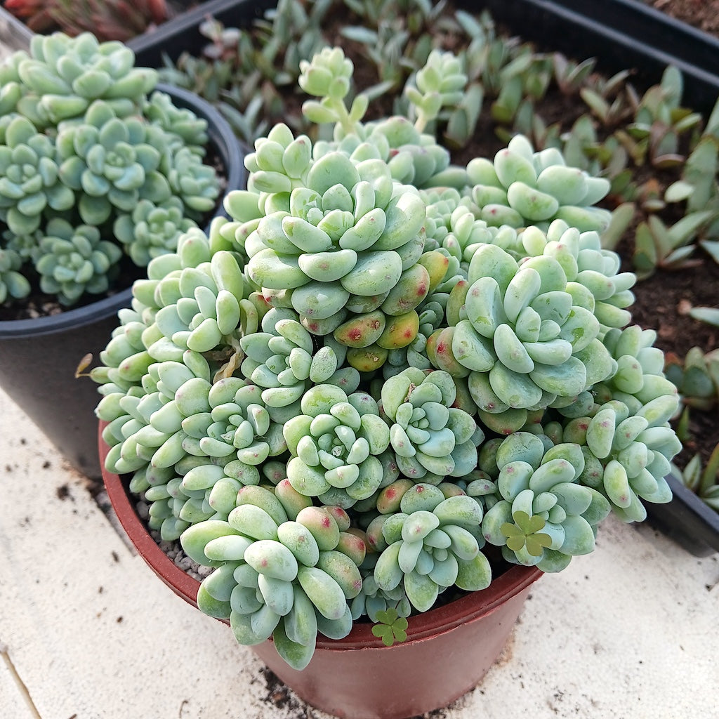 Sedum clavatum