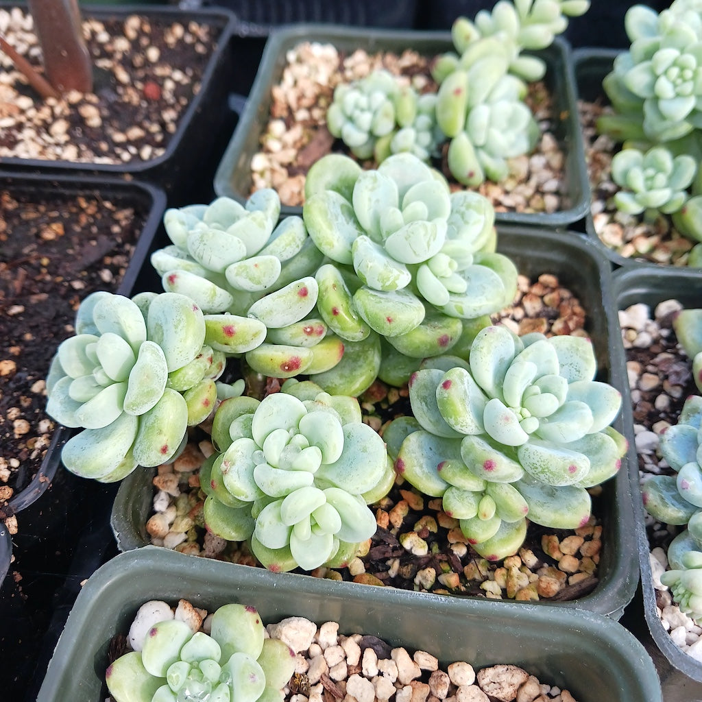Sedum clavatum