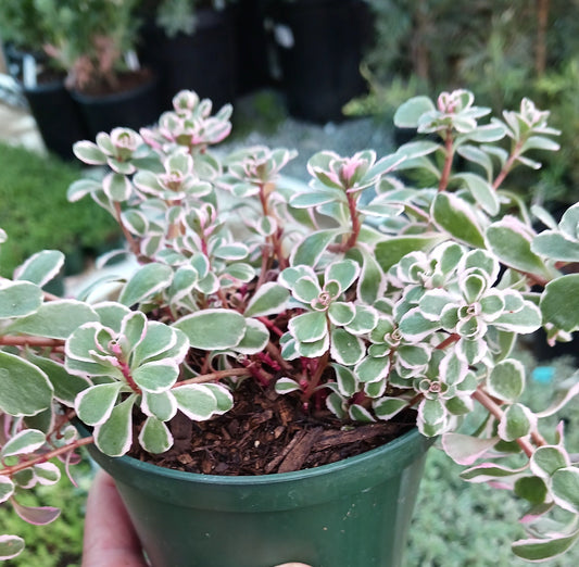 A potted Sedum spurium 'Tricolor' with tricolored foliage of cream, green, and bright pink.
