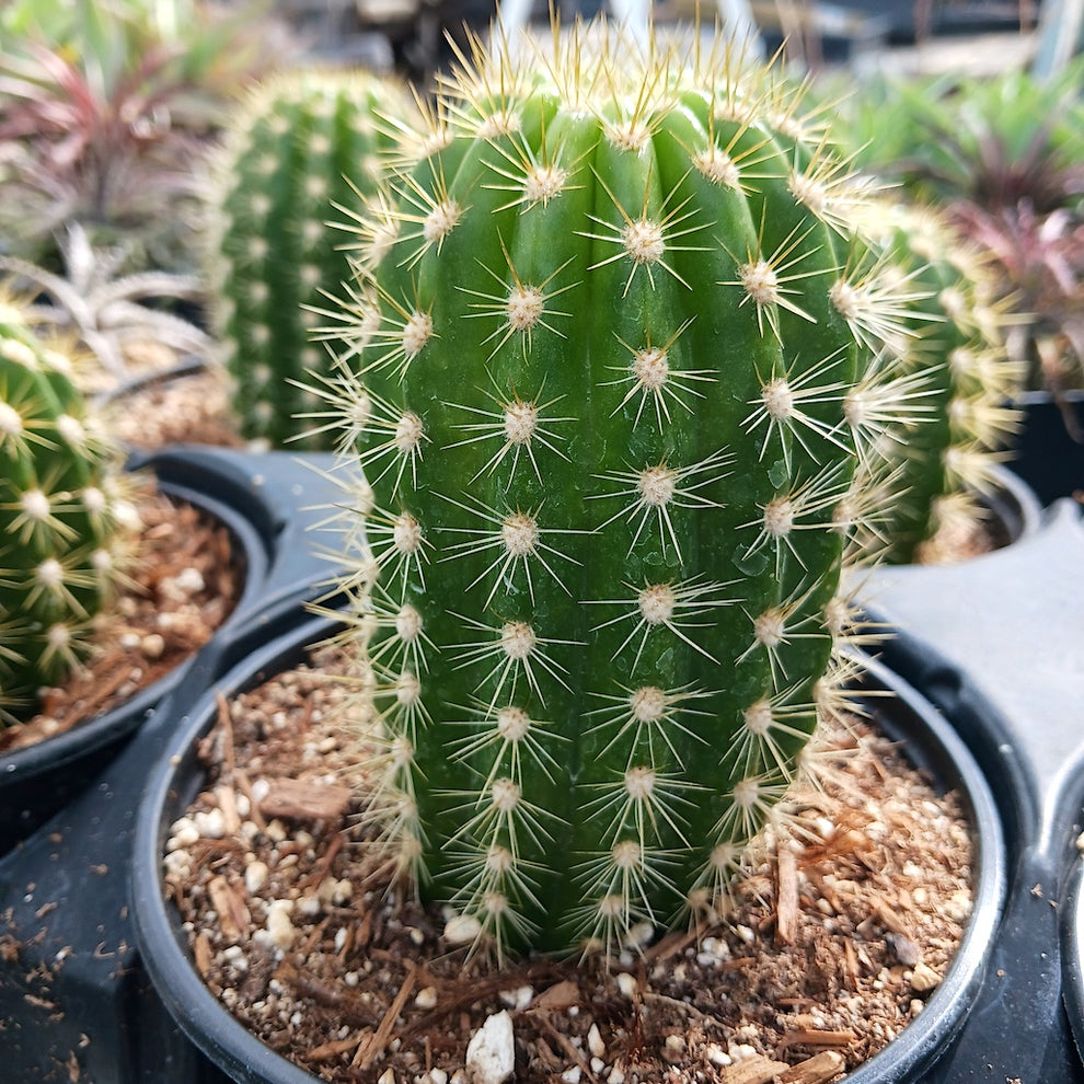 Trichocereus candicans - 6in – dryoasisplants