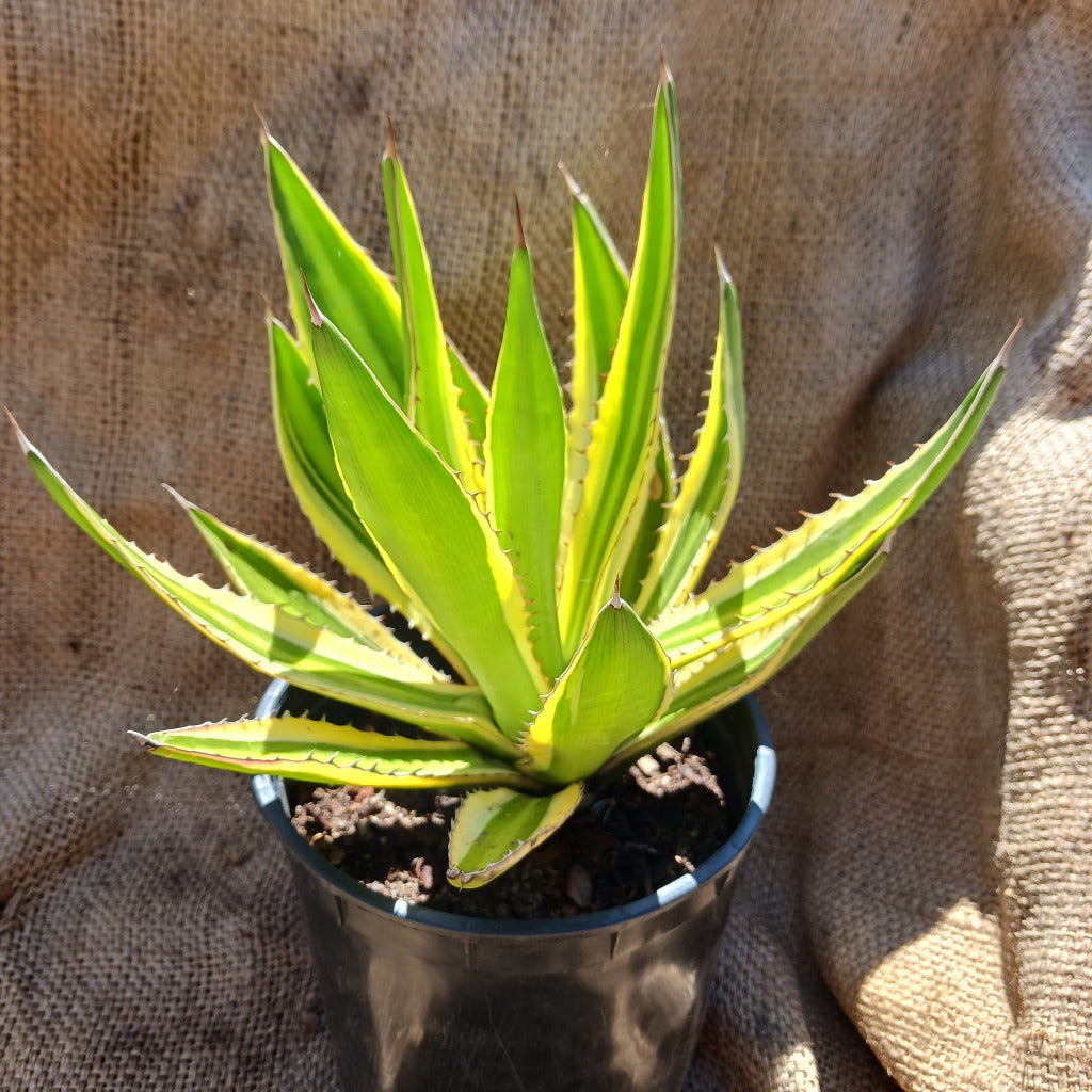 Agave lophantha 