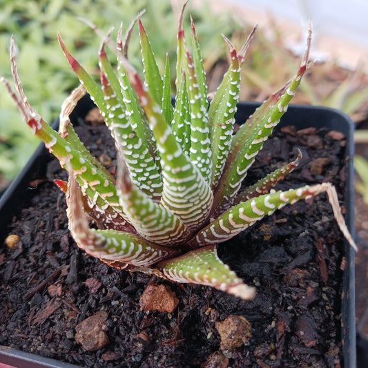 Haworthia fasciata - 4in