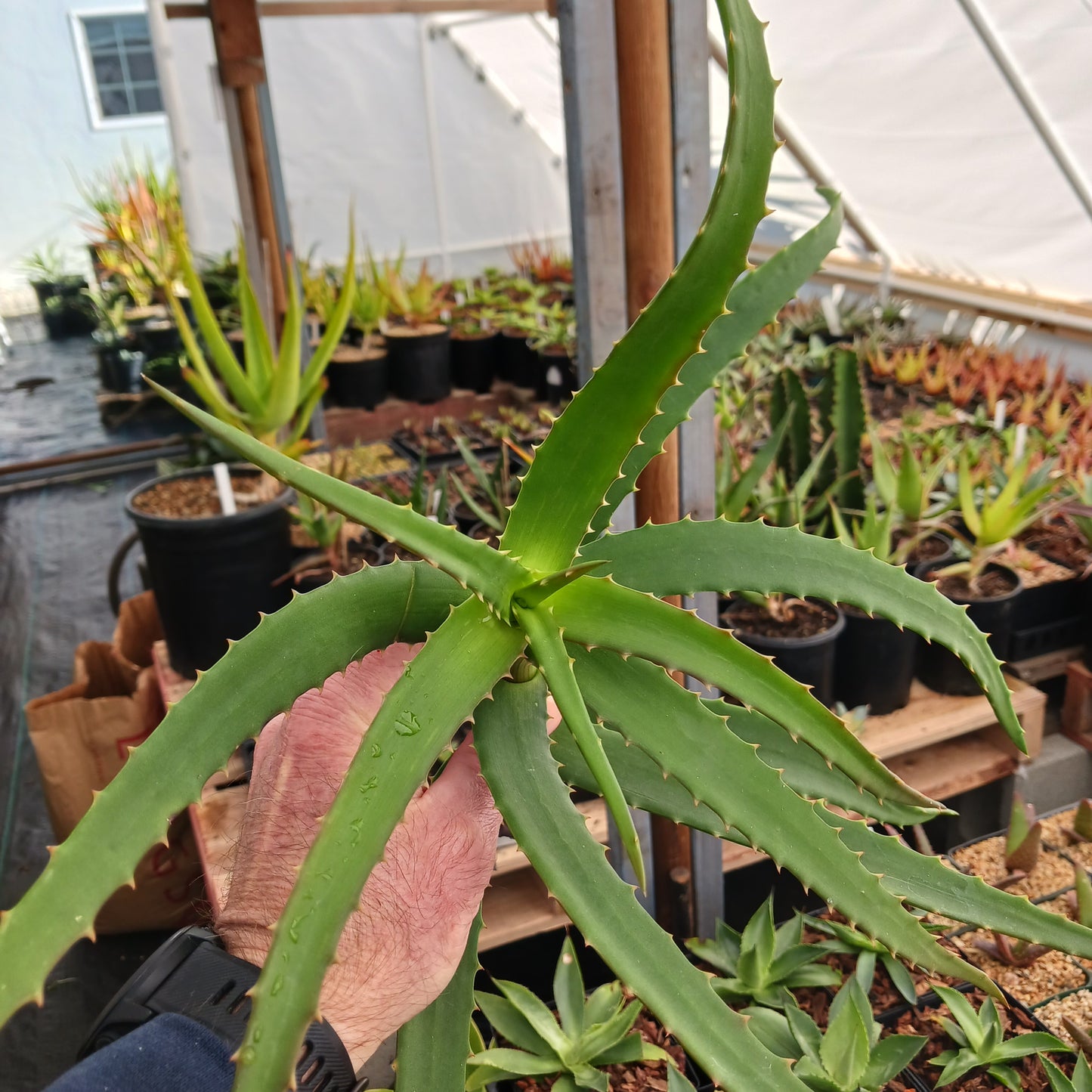 Aloe kedongensis - cutting