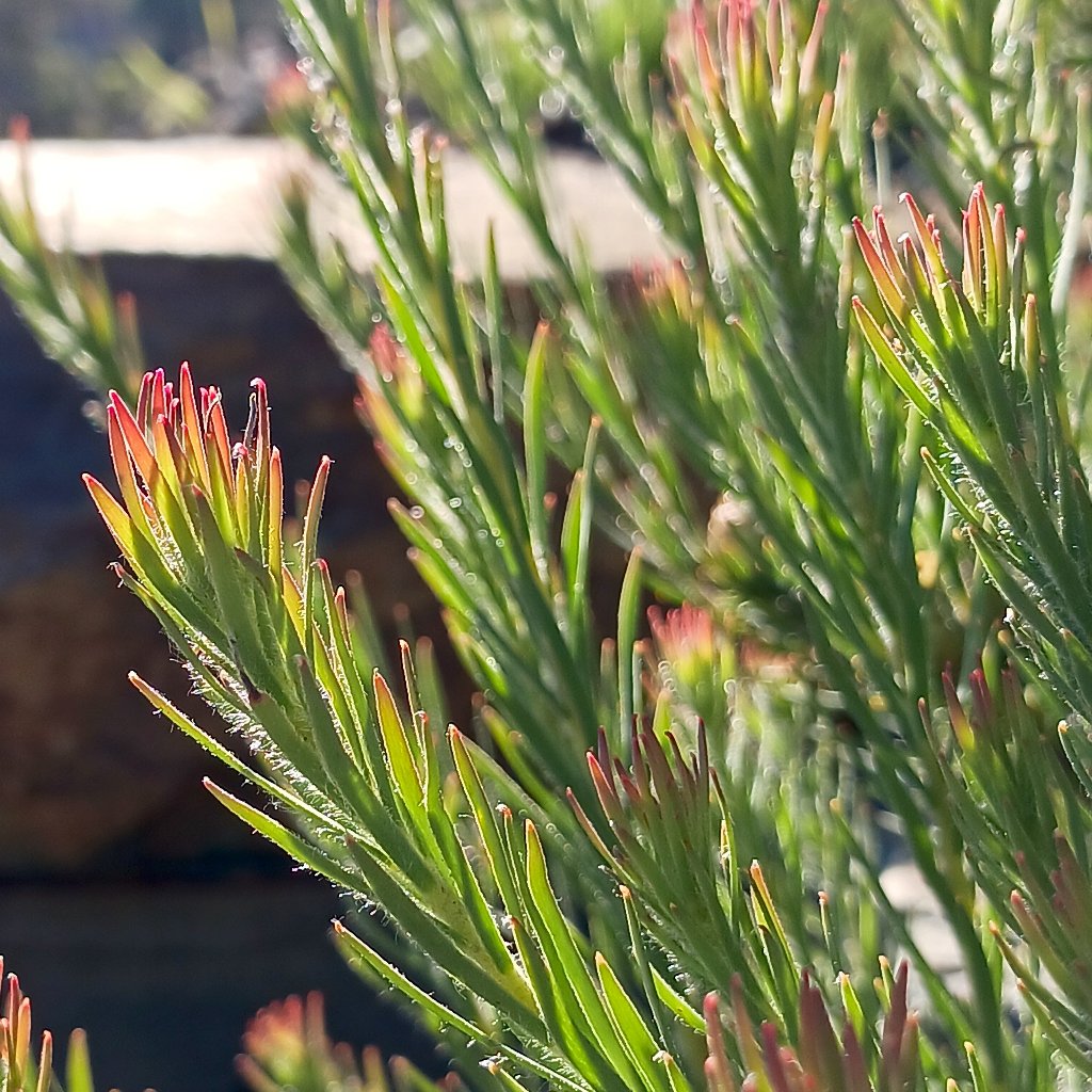 Leucadendron "Jubilee Crown" - 1ga