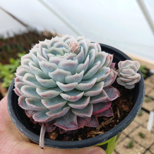 Echeveria elegans - 4in