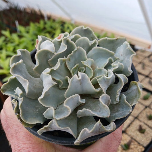 Echeveria "Rippling Waters" - 4in