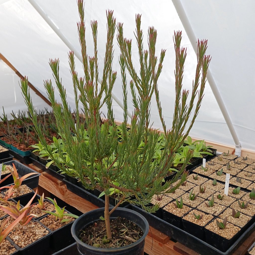 Leucadendron “Jubilee Crown” - 1ga – dryoasisplants