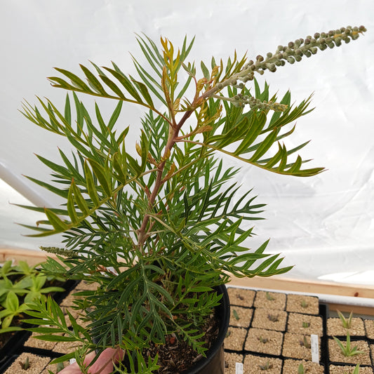 Grevillea "Ned Kelly" - 1ga